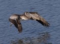 _B223429 brown pelican